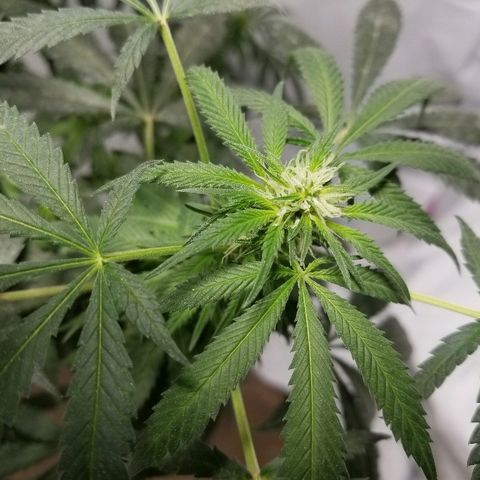 Gina growlog timeline photo