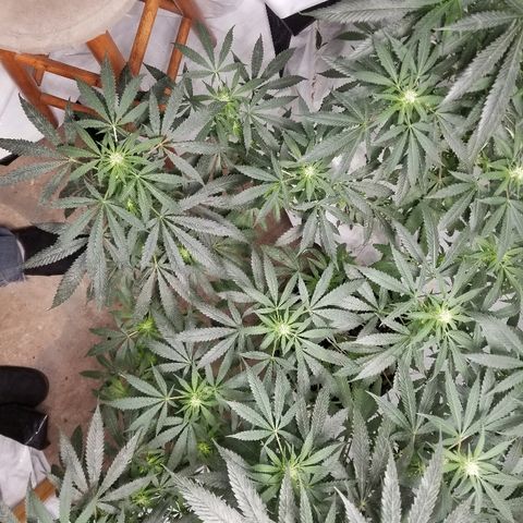 Gina growlog timeline photo