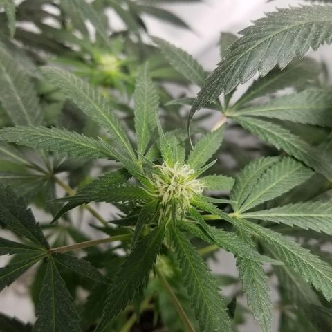 Gina growlog timeline photo