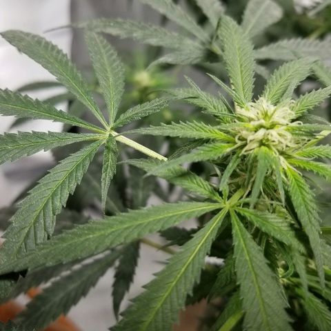 Gina growlog timeline photo