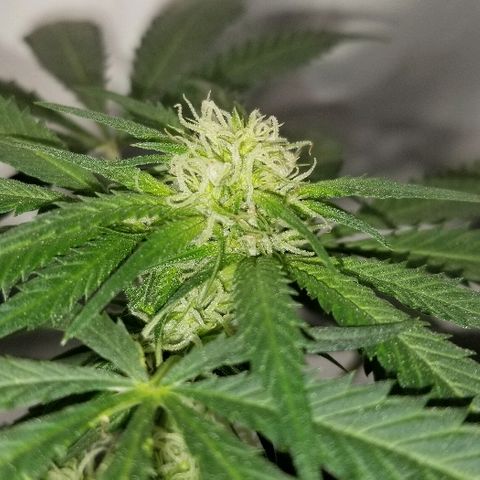 Gina growlog timeline photo