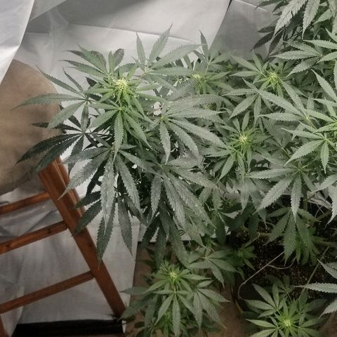 Gina growlog timeline photo