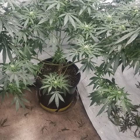 Gina growlog timeline photo