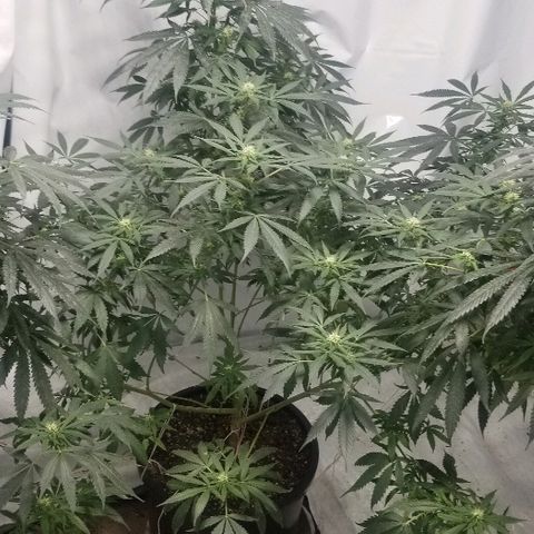 Gina growlog timeline photo