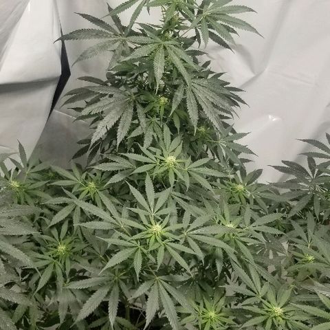 Gina growlog timeline photo