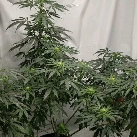 Gina growlog timeline photo