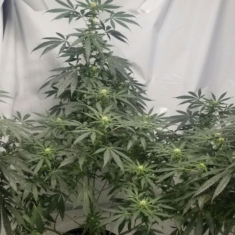 Gina growlog timeline photo