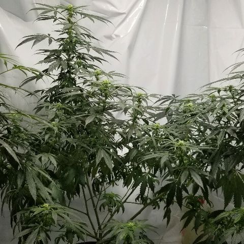 Gina growlog timeline photo