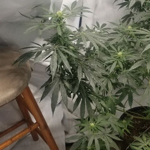 Gina growlog timeline photo