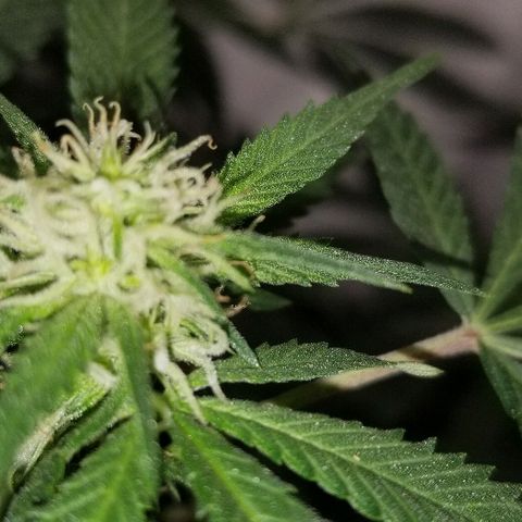 Gina growlog timeline photo