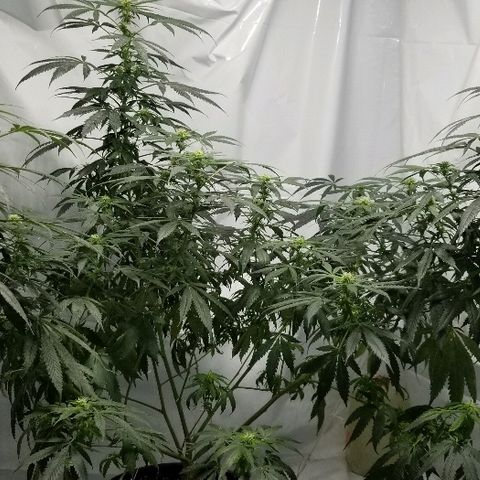 Gina growlog timeline photo