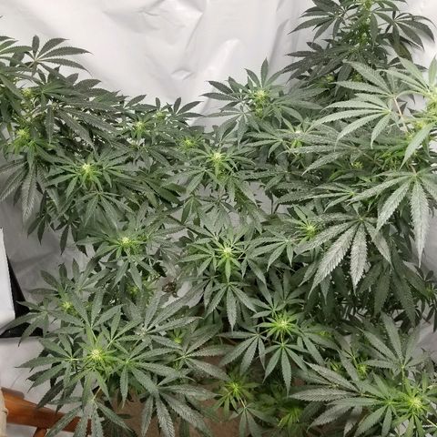 Gina growlog timeline photo