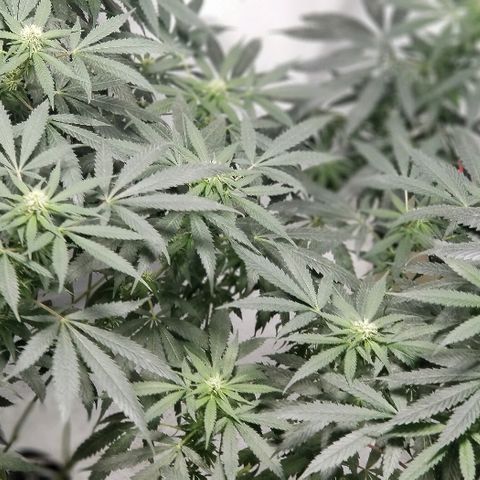 Gina growlog timeline photo