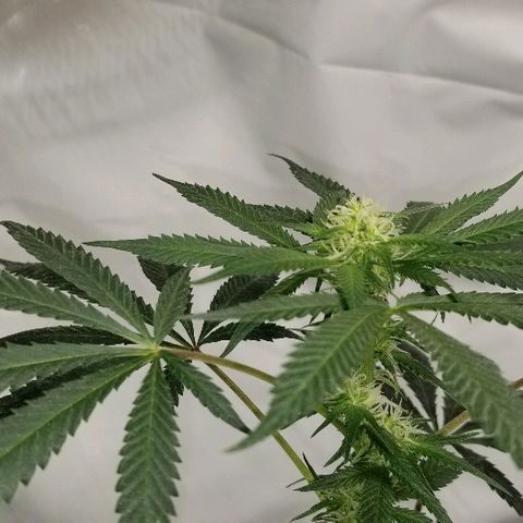 Gina growlog timeline photo