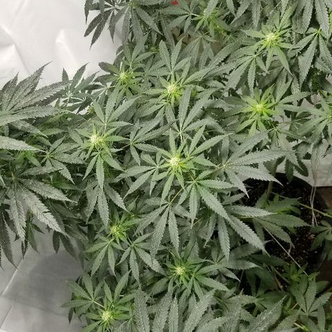Gina growlog timeline photo