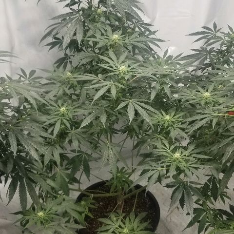 Gina growlog timeline photo