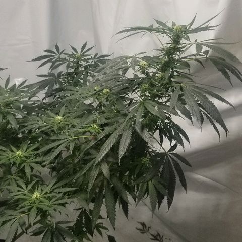 Gina growlog timeline photo