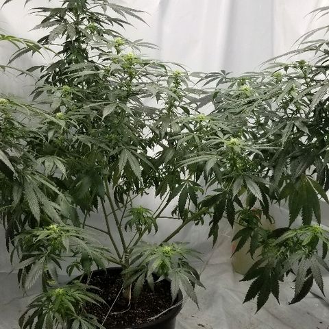 Gina growlog timeline photo