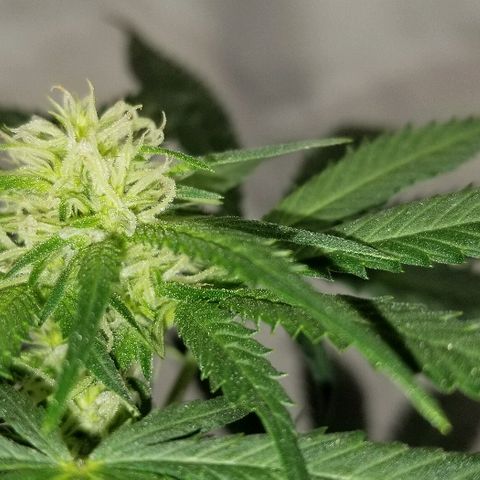 Gina growlog timeline photo