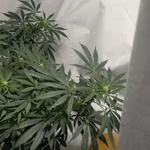 Gina growlog timeline photo