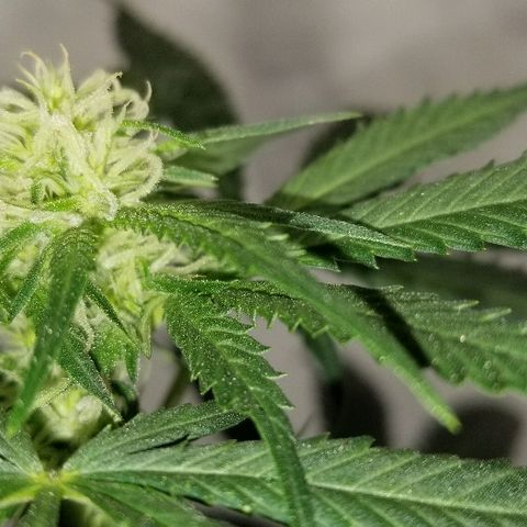 Gina growlog timeline photo