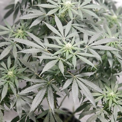 Gina growlog timeline photo