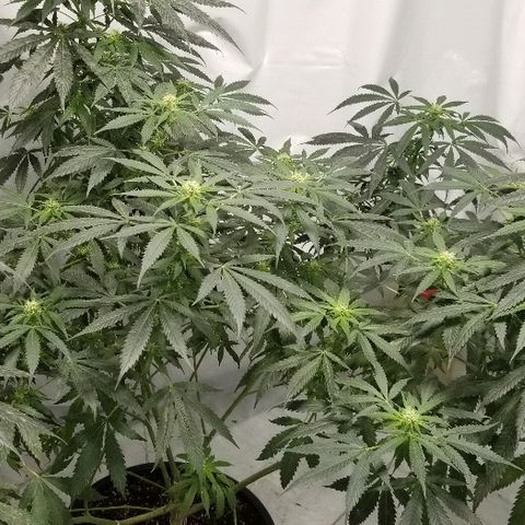 Gina growlog timeline photo
