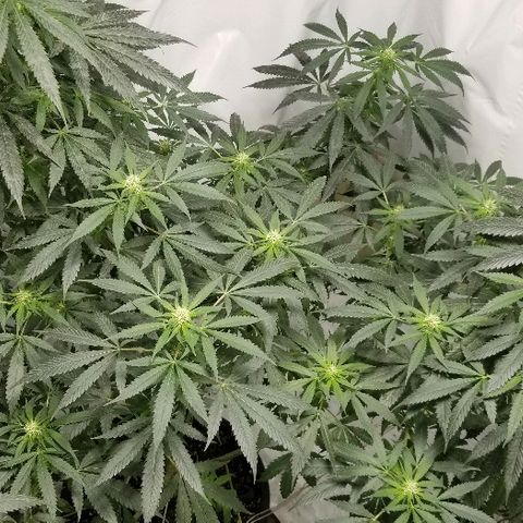 Gina growlog timeline photo