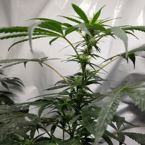 Gina growlog timeline photo