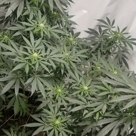Gina growlog timeline photo