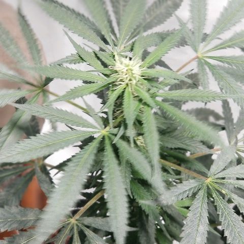 Gina growlog timeline photo