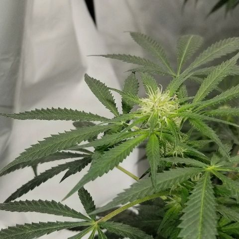 Gina growlog timeline photo
