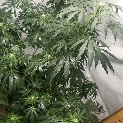 Gina growlog timeline photo