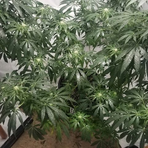 Gina growlog timeline photo