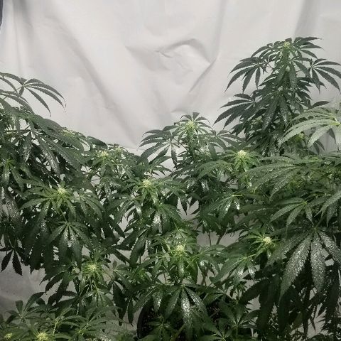 Gina growlog timeline photo
