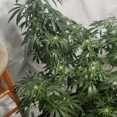 Gina growlog timeline photo