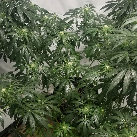 Gina growlog timeline photo