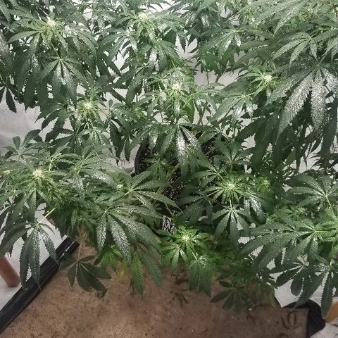 Gina growlog timeline photo