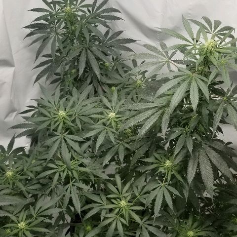 Gina growlog timeline photo