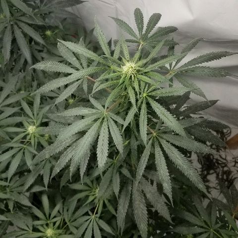 Gina growlog timeline photo