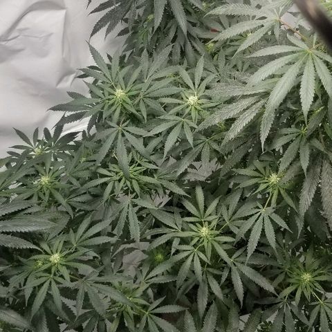 Gina growlog timeline photo