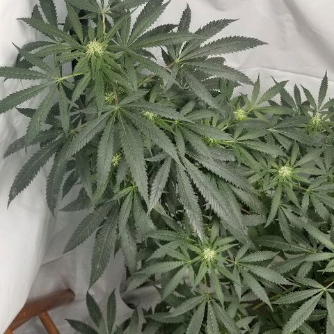 Gina growlog timeline photo