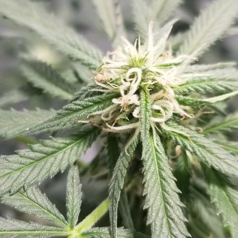 Gina growlog timeline photo