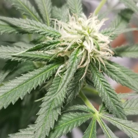 Gina growlog timeline photo