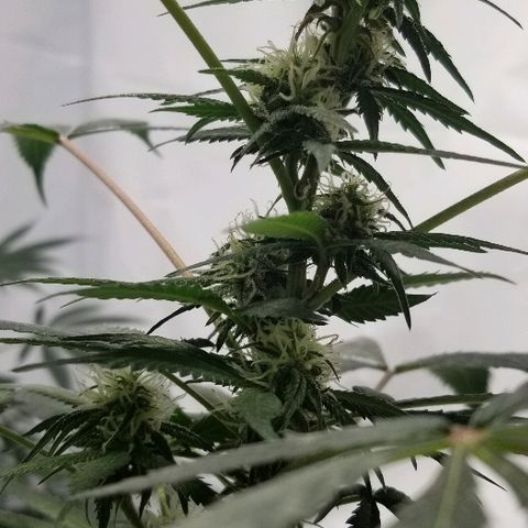 Gina growlog timeline photo