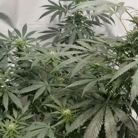 Gina growlog timeline photo