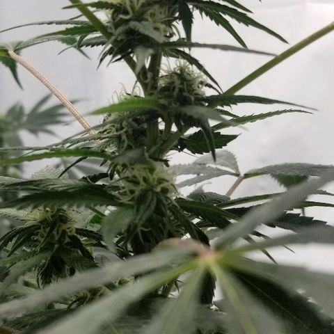 Gina growlog timeline photo