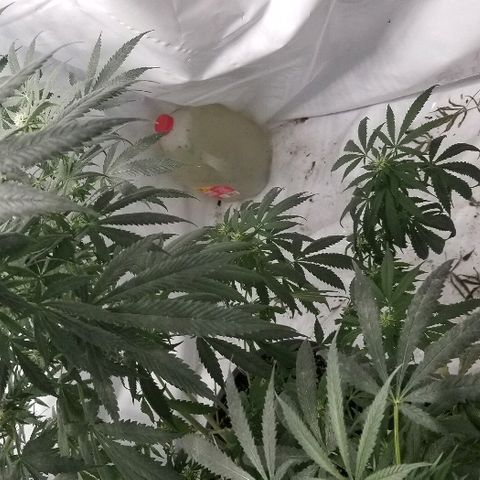Gina growlog timeline photo