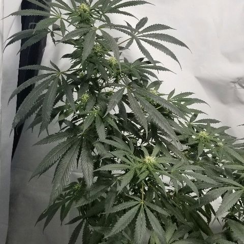 Gina growlog timeline photo