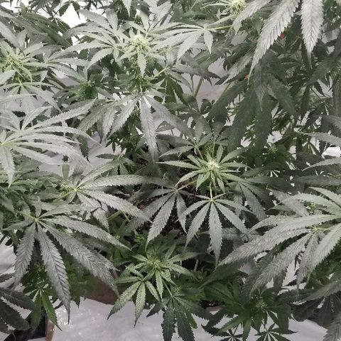 Gina growlog timeline photo